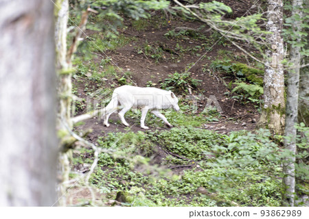 The Arctic wolf Canis lupus arctos, also known as the white wolf or polar wolf. The Arctic wolf Canis lupus arctos, also known as the white wolf or polar wolf. 93862989