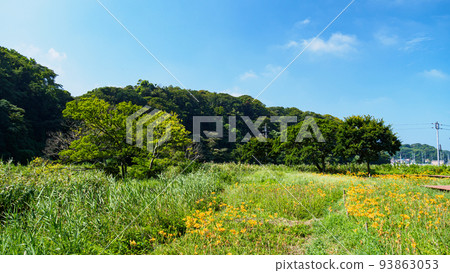 Marshland Summer 93863053