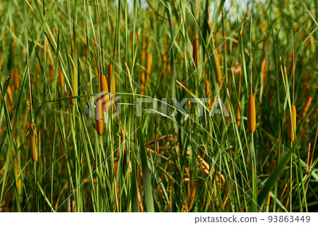 Green wall of reeds and cane on the river bank Green wall of reeds and cane on the river bank 93863449