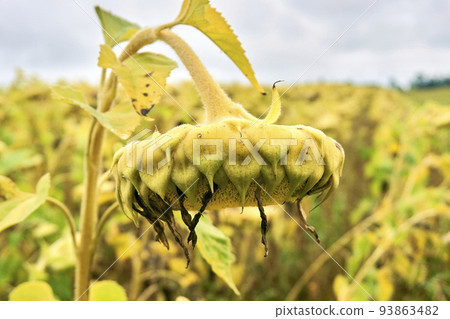 A ripe sunflower full seeds is a raw material for the production of healthy oil. 93863482