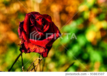 Red tender rose of the black magic family on a sunny green day 93863507