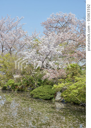Kiyomizu-dera in spring, cherry blossoms on the pond, Higashiyama-ku, Kyoto 93863592