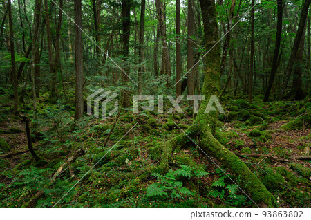 在黑暗的森林裡，神秘的青木原樹海 93863802