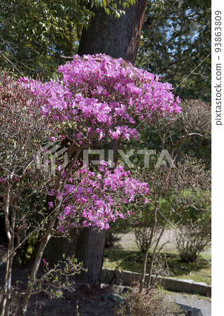 滋賀縣大津市春天的三井寺，院內杜鵑花 93863809