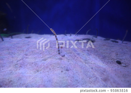 與花園鰻魚的水族箱風景 與花園鰻魚的水族箱風景 93863816