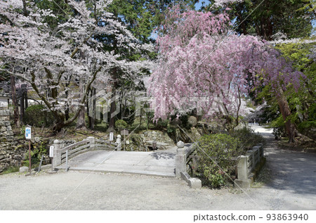 Mii-dera Temple in spring, stone bridge and cherry blossoms on the approach, Otsu City, Shiga Prefecture Mii-dera Temple in spring, stone bridge and cherry blossoms on the approach, Otsu City, Shiga Prefecture 93863940
