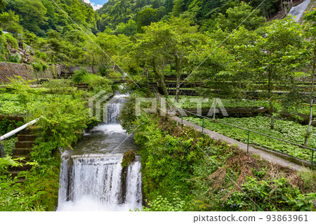Wasabi field of Izu-shi, Shizuoka prefecture Wasabi field of Izu-shi, Shizuoka prefecture 93863961