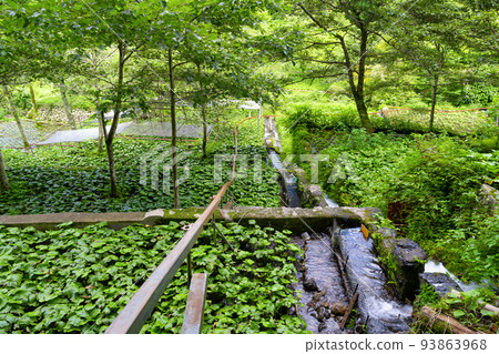 Wasabi field of Izu-shi, Shizuoka prefecture Wasabi field of Izu-shi, Shizuoka prefecture 93863968