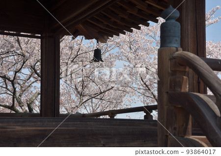 滋賀縣大津市春天的三井寺、賞月舞台和櫻花 滋賀縣大津市春天的三井寺、賞月舞台和櫻花 93864017