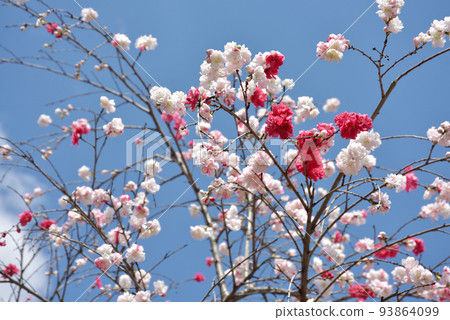 Genpei peach Hanamomo Genpei peach Hanamomo 93864099