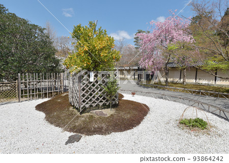 京都市右京區佐賀二園院內的橘和櫻花 京都市右京區佐賀二園院內的橘和櫻花 93864242