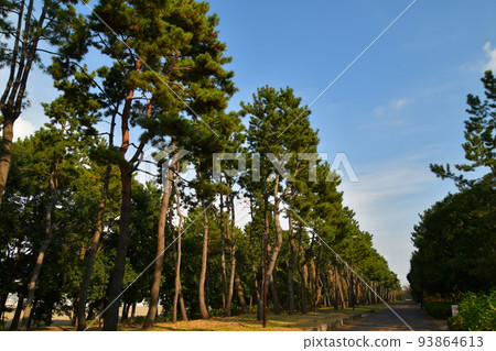 A big tree that shines in the blue sky A big tree that shines in the blue sky 93864613