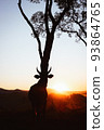 Silhouette of ox lined up with tree against sunset. 93864765