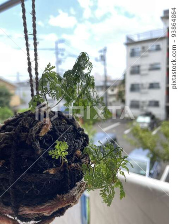 moss ball on the balcony moss ball on the balcony 93864864