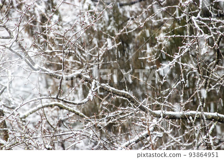 冬天的森林，雪落在枯樹上 93864951