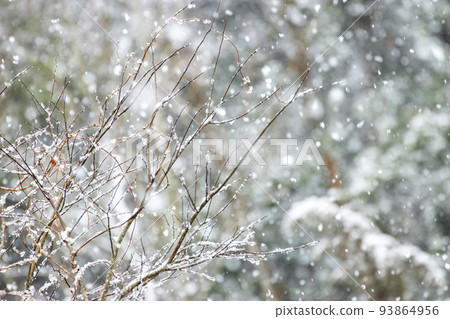 Winter forest, snow falling on withered trees Winter forest, snow falling on withered trees 93864956