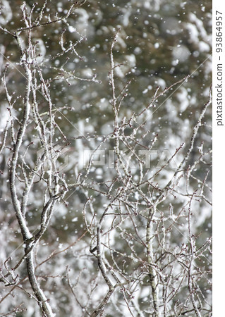 Winter forest, snow falling on withered trees Winter forest, snow falling on withered trees 93864957