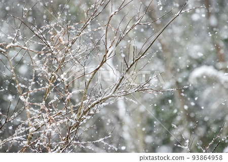 Winter forest, snow falling on withered trees Winter forest, snow falling on withered trees 93864958