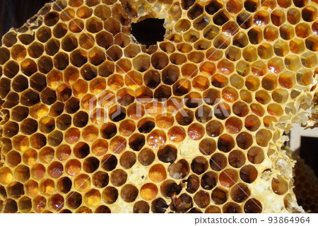日本蜜蜂蜂窩 - 橫斷面 93864964