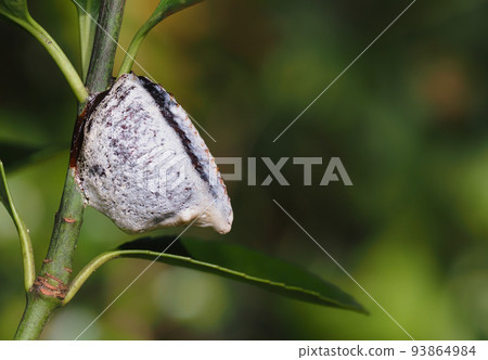 Eggs of the red-tailed mantis 93864984