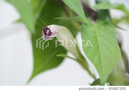 Cultivation of morning glory 93865105