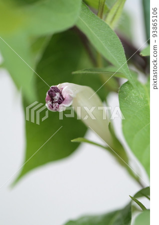 Cultivation of morning glory 93865106