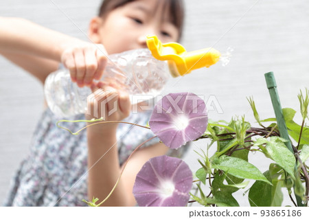 Elementary school girl cultivating morning glory 93865186