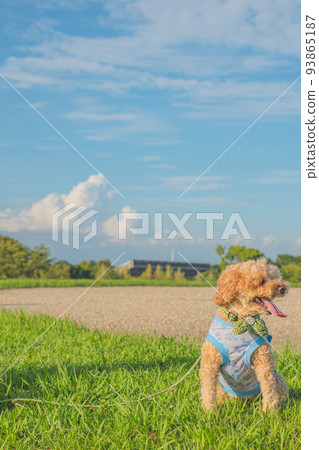 Lawn and dog 93865187