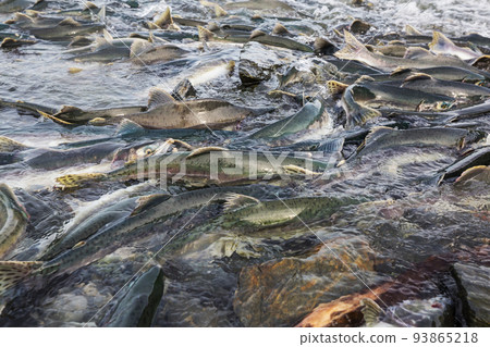 Spawning salmon 93865218