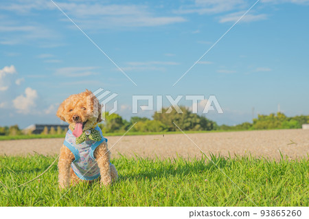 Lawn and dog 93865260