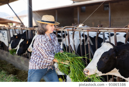 Portrait of female farmer working in cowshe 93865386