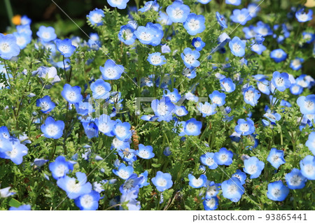 Nemophila flower in the nemophila field Nemophila flower in the nemophila field 93865441