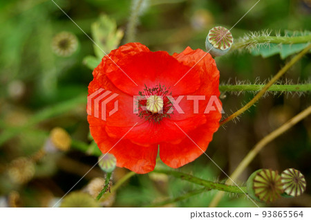Poppy Poppy 93865564