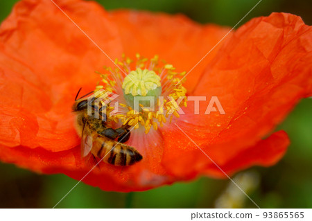 Western honey bee collecting poppy pollen 93865565