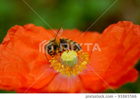 Western honey bee collecting poppy pollen Western honey bee collecting poppy pollen 93865566