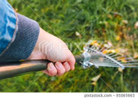 Defocus hand holding rake. Rake with fallen leaves at autumn. Gardening during fall season. Cleaning lawn from leaves Raking fallen leaves in the garden, detail of rake in autumn season. Out of focus Defocus hand holding rake. Rake with fallen leaves at autumn. Gardening during fall season. Cleaning lawn from leaves Raking fallen leaves in the garden, detail of rake in autumn season. Out of focus 93865663
