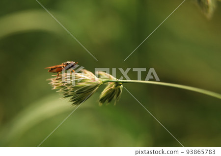 Defocus home housefly sitting on a long green wheat grass close up macro shoot. insect fly with black eyes and has thin wings perched on green leaves. Nature education. Out of focus Defocus home housefly sitting on a long green wheat grass close up macro shoot. insect fly with black eyes and has thin wings perched on green leaves. Nature education. Out of focus 93865783