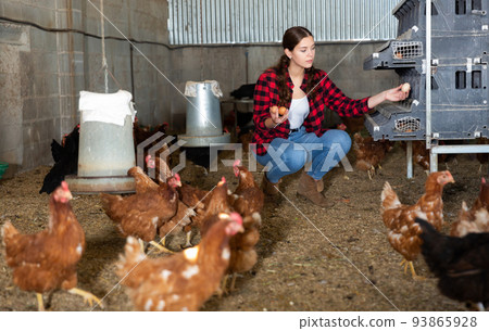 Young female farmer collecting chicken eggs in henhouse Young female farmer collecting chicken eggs in henhouse 93865928