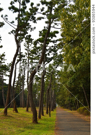透過樹林看到公園 93865944