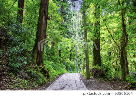 Mt. Takao, Mt. Takao Yakuoin, Omotesando, climbing route 1, summer scenery Mt. Takao, Mt. Takao Yakuoin, Omotesando, climbing route 1, summer scenery 93866164