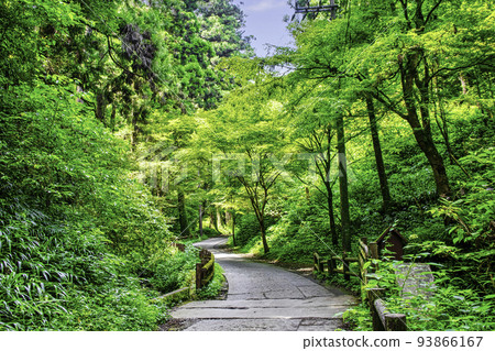 Mt. Takao, Mt. Takao Yakuoin, Omotesando, climbing route 1, summer scenery Mt. Takao, Mt. Takao Yakuoin, Omotesando, climbing route 1, summer scenery 93866167