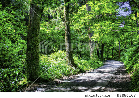 Mt. Takao, Mt. Takao Yakuoin, Omotesando, climbing route 1, cedar forest scenery 93866168
