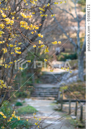 Blooming path of Japanese allspice 93866171