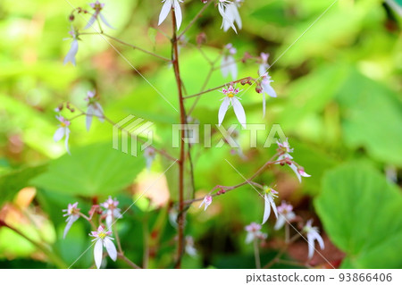 Yukinoshita flower 93866406