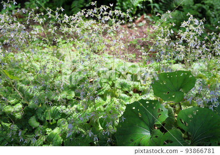 Yukinoshita flower 93866781