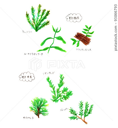 Aroma essential oil, tree-based, resin-based 93866793