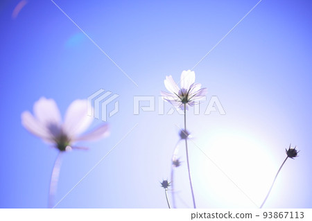 美麗的藍天和白色的宇宙 93867113