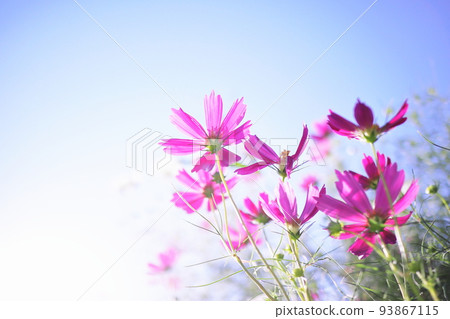 美麗的藍天和粉紅色的宇宙 93867115