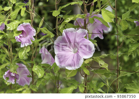 改變牽牛花688 改變牽牛花688 93867350