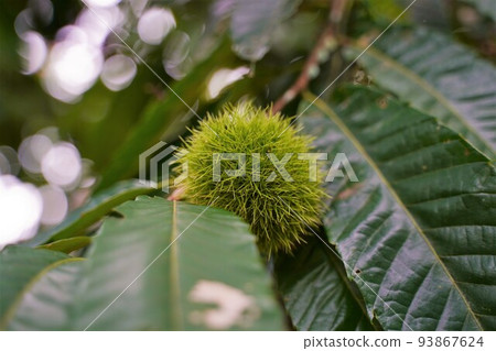 Still blue chestnuts Still blue chestnuts 93867624